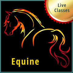 Collection image for: Live Equine Classes