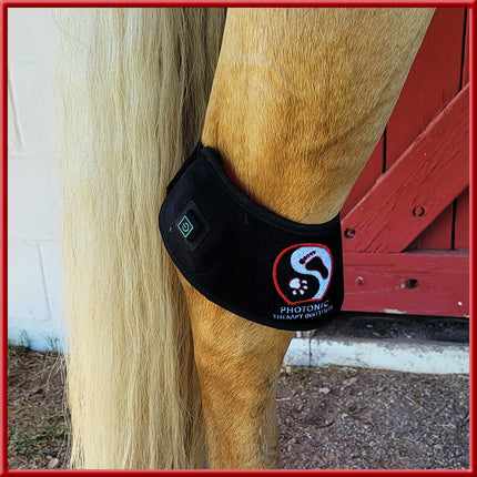 Joint Wrap On Hock