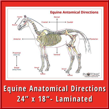 Equine Anatomical Directions Poster