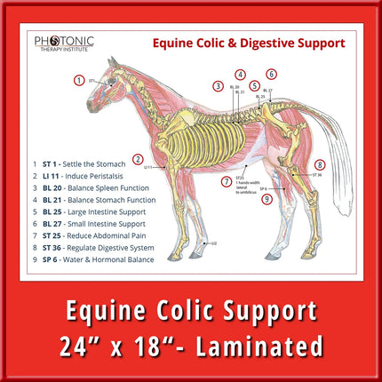 Equine Colic Points Poster