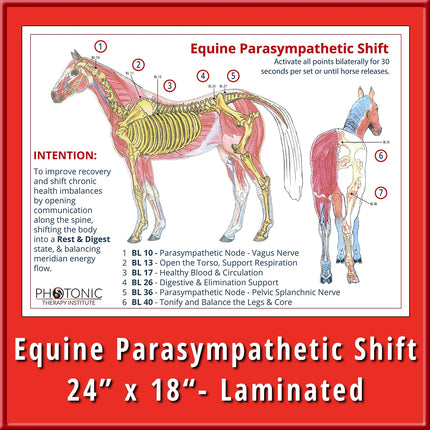 Parasympathetic Shift Poster