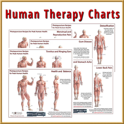 Individual Human Therapy Chart
