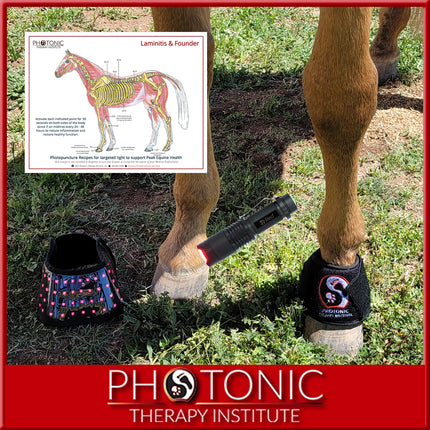 Laminitis & Founder Bundle