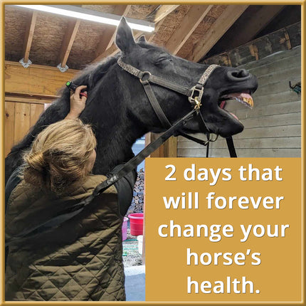 Targeted Light Therapy for Horses - Live Clinic